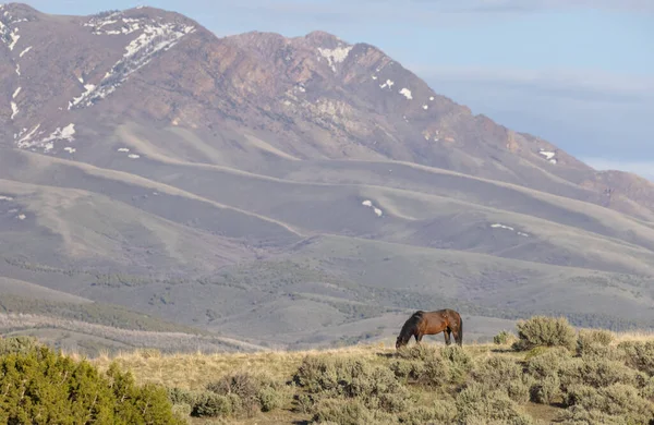 Caballo Salvaje Semental Primavera Desierto Utah — Foto de Stock