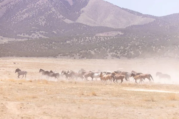 Una Manada Caballos Salvajes Levantan Polvo Mientras Corren Por Desierto — Foto de Stock