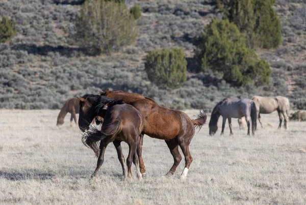 Para Ogierów Wild Horse Walczących Pustyni Utah — Zdjęcie stockowe