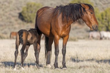 Utah çölünde vahşi bir at kısrağı ve onun tatlı tayı.