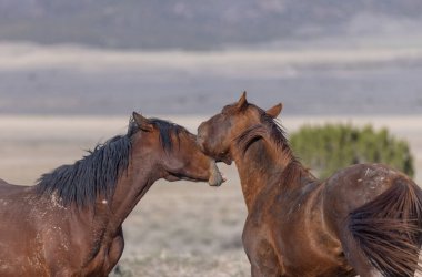 Utah çölünde bir çift vahşi at.