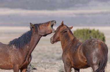 Utah çölünde bir çift vahşi at.