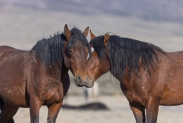 Pair Wild Horse Stallions Utah Desert — Stock Photo, Image