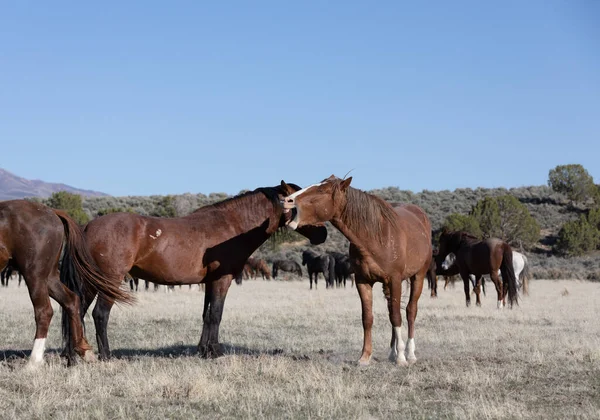 Pair Wild Horse Stallions Utah Desert — Stock Photo, Image