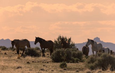 Utah çölünde gün batımında vahşi bir at sürüsü.