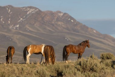 Baharda Utah çölünde vahşi at sürüsü.