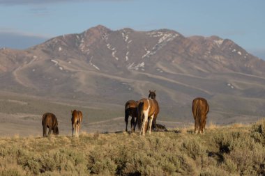 Baharda Utah çölünde vahşi at sürüsü.