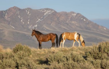 Baharda Utah çölünde vahşi at sürüsü.