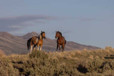 Baharda Utah çölünde vahşi at sürüsü.