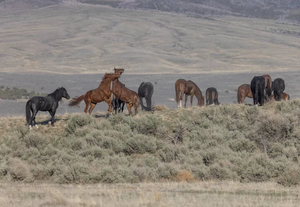 Herd Wild Horses Utah Desert Spring — Stock Photo, Image