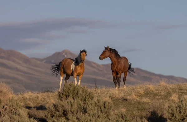 Stádo Divokých Koní Poušti Utah Jaře — Stock fotografie
