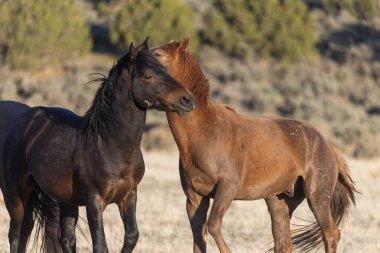 Uta çölünde savaşan bir çift vahşi at.
