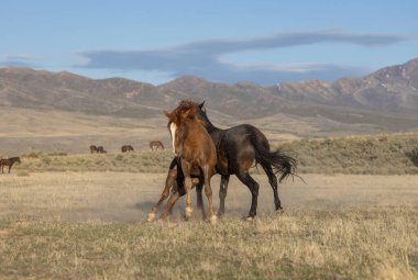 Uta çölünde savaşan bir çift vahşi at.