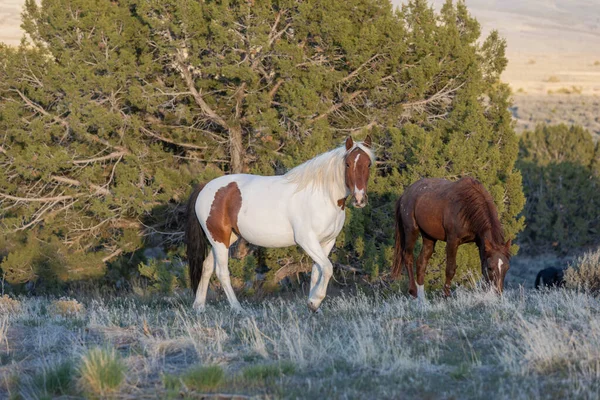 Wild Horses Spring Utah Desert — Stock Photo, Image