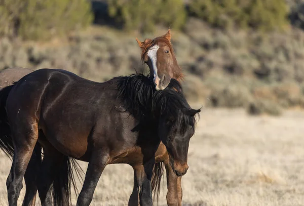 Par Sementales Caballos Salvajes Luchando Desierto Utah —  Fotos de Stock