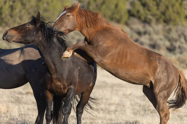 Par Sementales Caballos Salvajes Luchando Desierto Utah —  Fotos de Stock