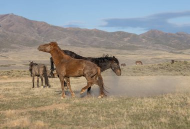 Uta çölünde savaşan bir çift vahşi at.