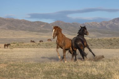 Uta çölünde savaşan bir çift vahşi at.