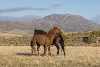 Uta çölünde savaşan bir çift vahşi at.