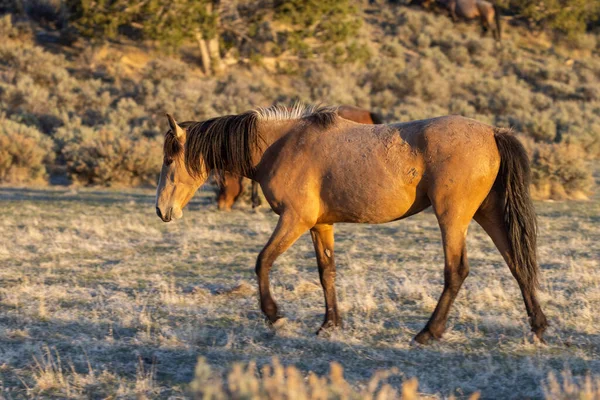 Baharda Utah çölünde vahşi bir at.