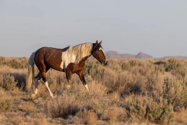 Ein Wildpferd Frühling Der Wüste Von Utah — Stockfoto