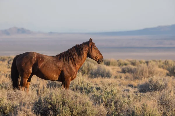 Caballo Salvaje Primavera Desierto Utah — Foto de Stock