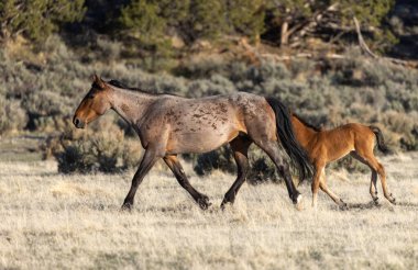 Utah çölünde baharda vahşi bir kısrak ve tay.