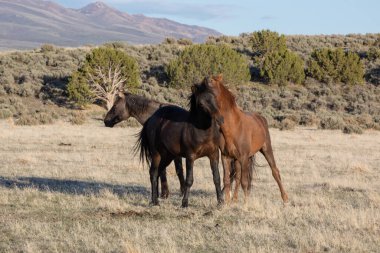Utah çölünde ilkbaharda vahşi atlar