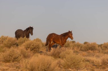 Utah çölünde ilkbaharda vahşi atlar