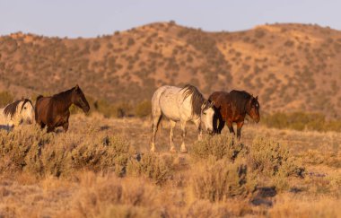 Utah çölünde ilkbaharda vahşi atlar