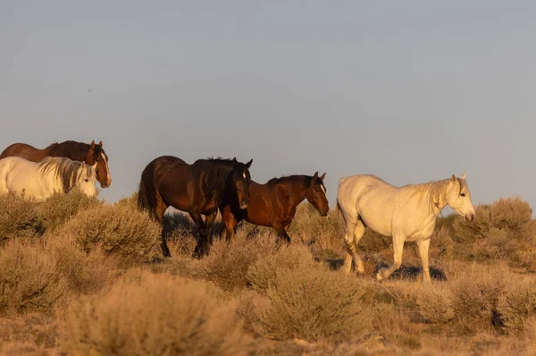 Cavalli Selvatici Primavera Nel Deserto Dello Utah — Foto Stock