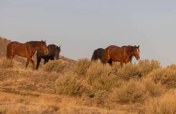 Kuda Liar Musim Semi Gurun Utah — Stok Foto