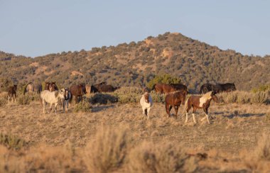 Baharda Utah çölünde vahşi at sürüsü.