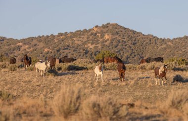 Baharda Utah çölünde vahşi at sürüsü.