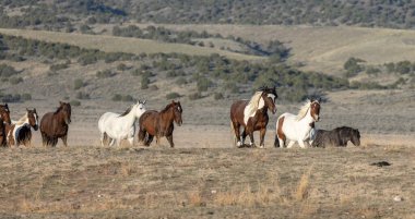 Baharda Utah çölünde vahşi at sürüsü.