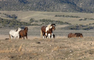 Baharda Utah çölünde vahşi at sürüsü.
