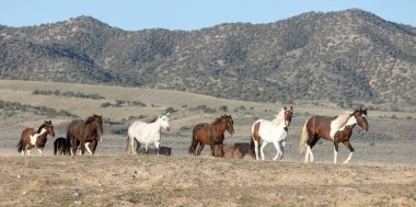 Baharda Utah çölünde vahşi at sürüsü.