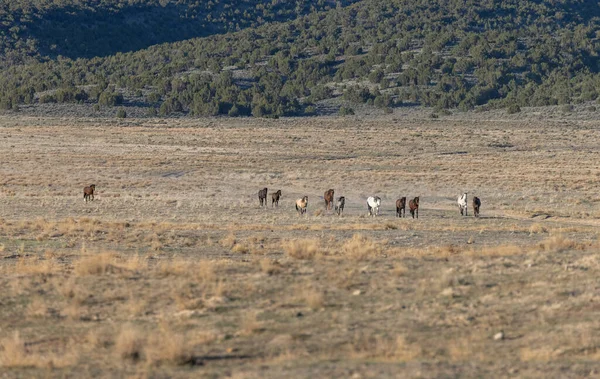 Baharda Utah Çölünde Vahşi Sürüsü — Stok fotoğraf