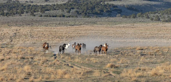 Baharda Utah Çölünde Vahşi Sürüsü — Stok fotoğraf