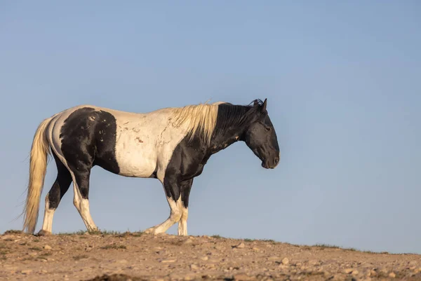Vild Häst Utah Öknen — Stockfoto