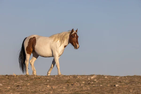 Divoký Kůň Poušti Utah — Stock fotografie