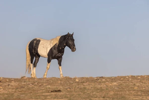 ユタ砂漠の野生の馬 — ストック写真