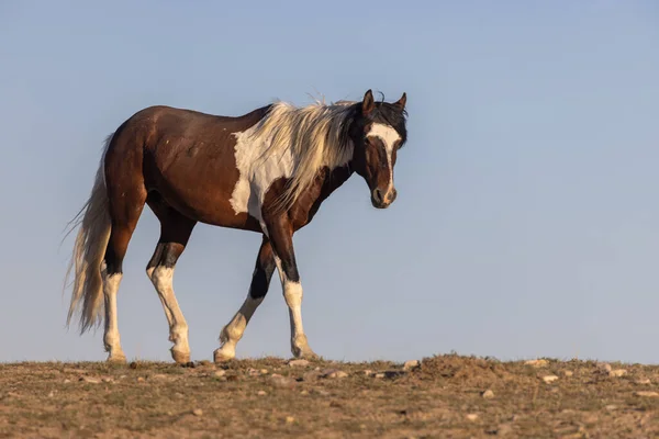 Дикая Лошадь Пустыне Юта — стоковое фото
