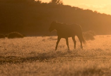 Utah çölünde gün batımında vahşi bir at silueti.