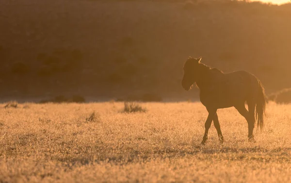 Caballo Salvaje Silueta Atardecer Desierto Utah — Foto de Stock