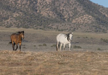 Baharda Utah çölünde güzel vahşi atlar