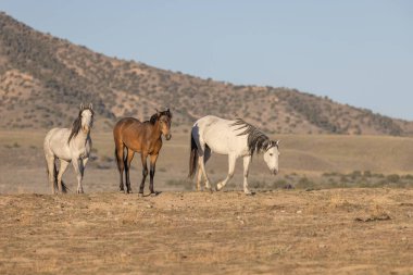 Baharda Utah çölünde güzel vahşi atlar