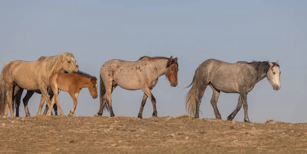 Bellissimi Cavalli Selvatici Primavera Nel Deserto Dello Utah — Foto Stock