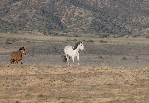 Schöne Wildpferde Frühling Der Wüste Von Utah — Stockfoto