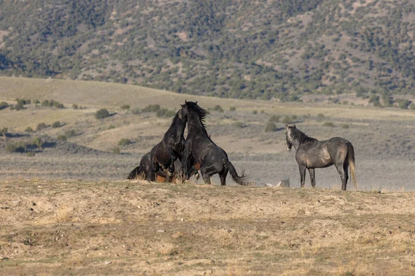 Par Sementales Caballos Salvajes Luchando Desierto Utah —  Fotos de Stock